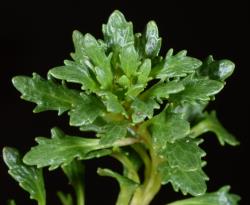 Notothlaspi australe leafy rosette.
 Image: P.B. Heenan © Landcare Research 2019 CC BY 3.0 NZ